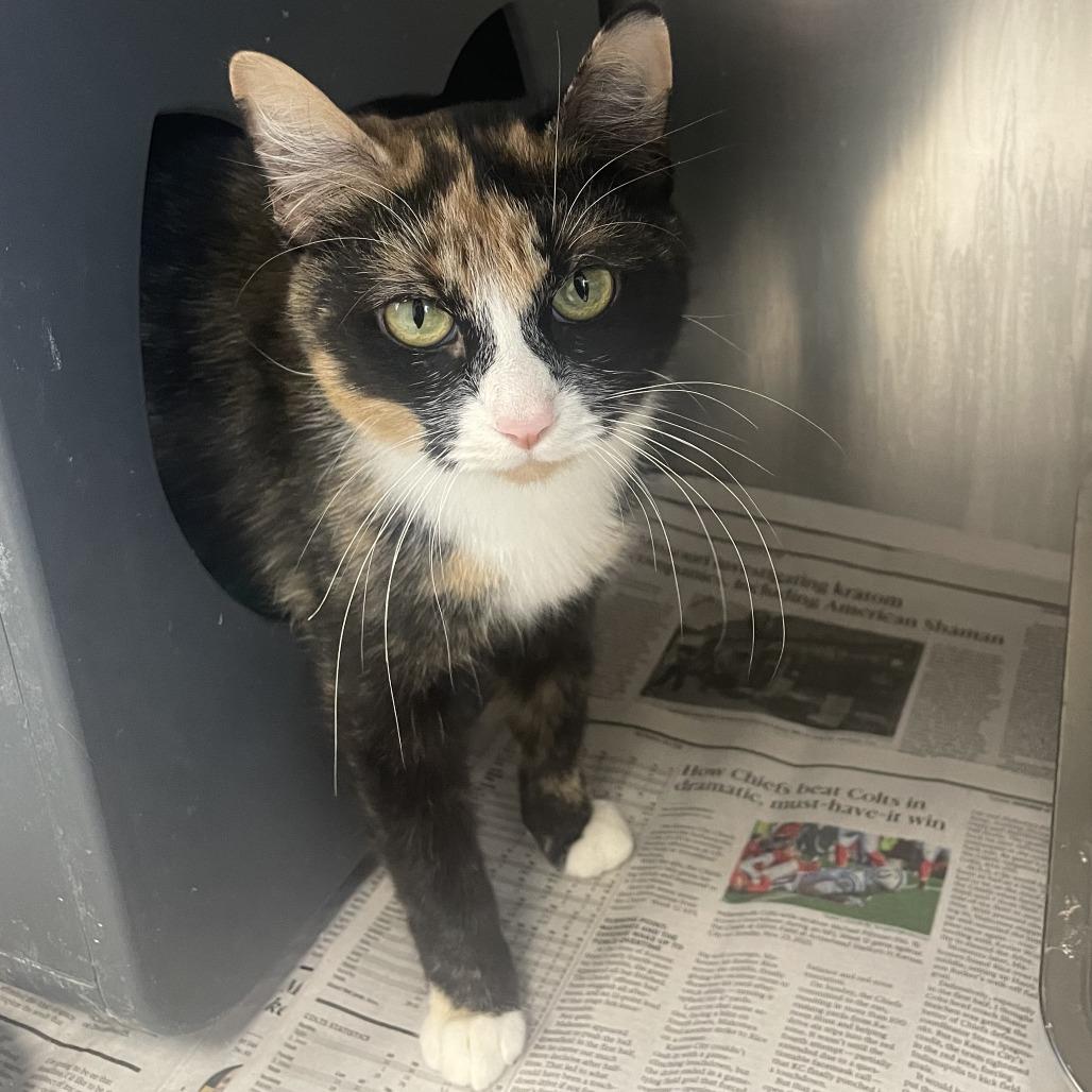 Enlarge Jellybean, a ADOPTABLE Domestic Short Hair in Kansas City, KS image 1/1