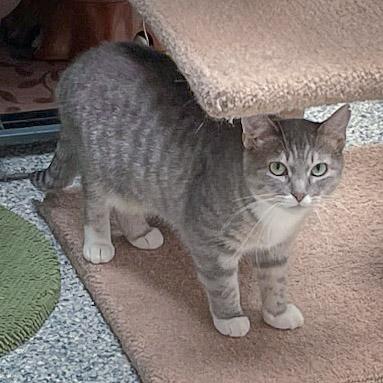 Enlarge Mary, a Adoptable mixed breed in Huntley, IL image 2/5