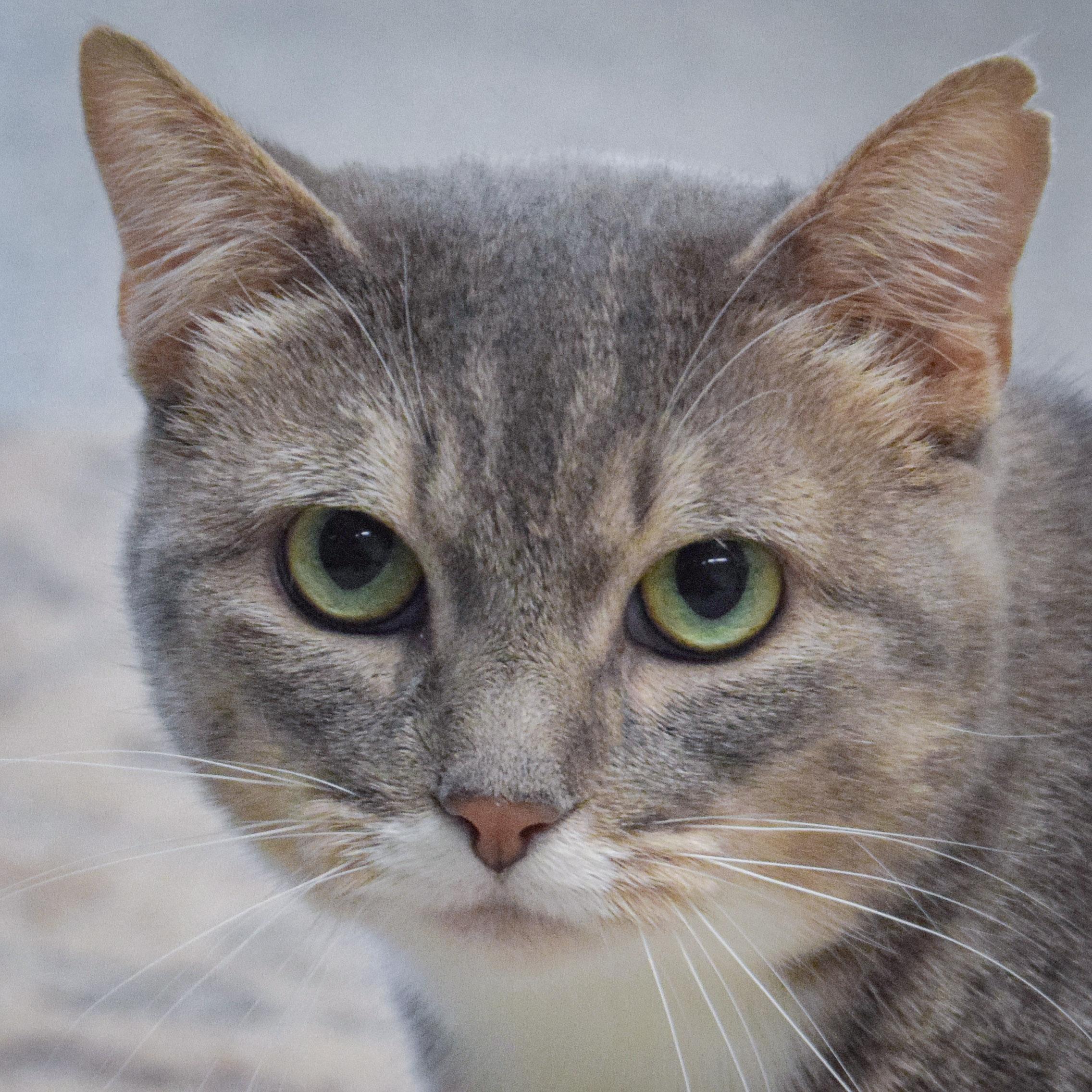 Mary, Adoptable, Young Female Tabby & Domestic Short Hair.