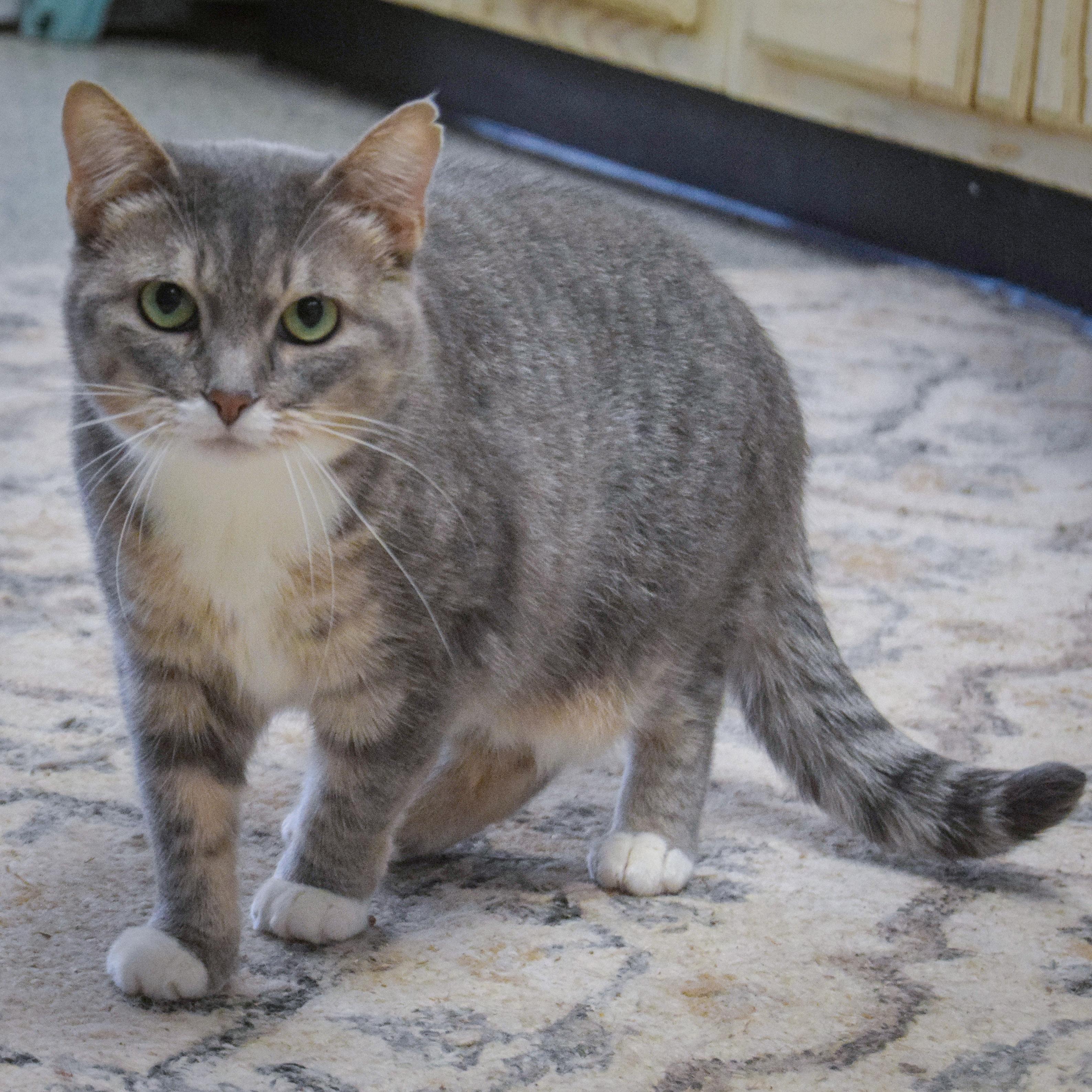 Enlarge Mary, a Adoptable mixed breed in Huntley, IL image 5/5