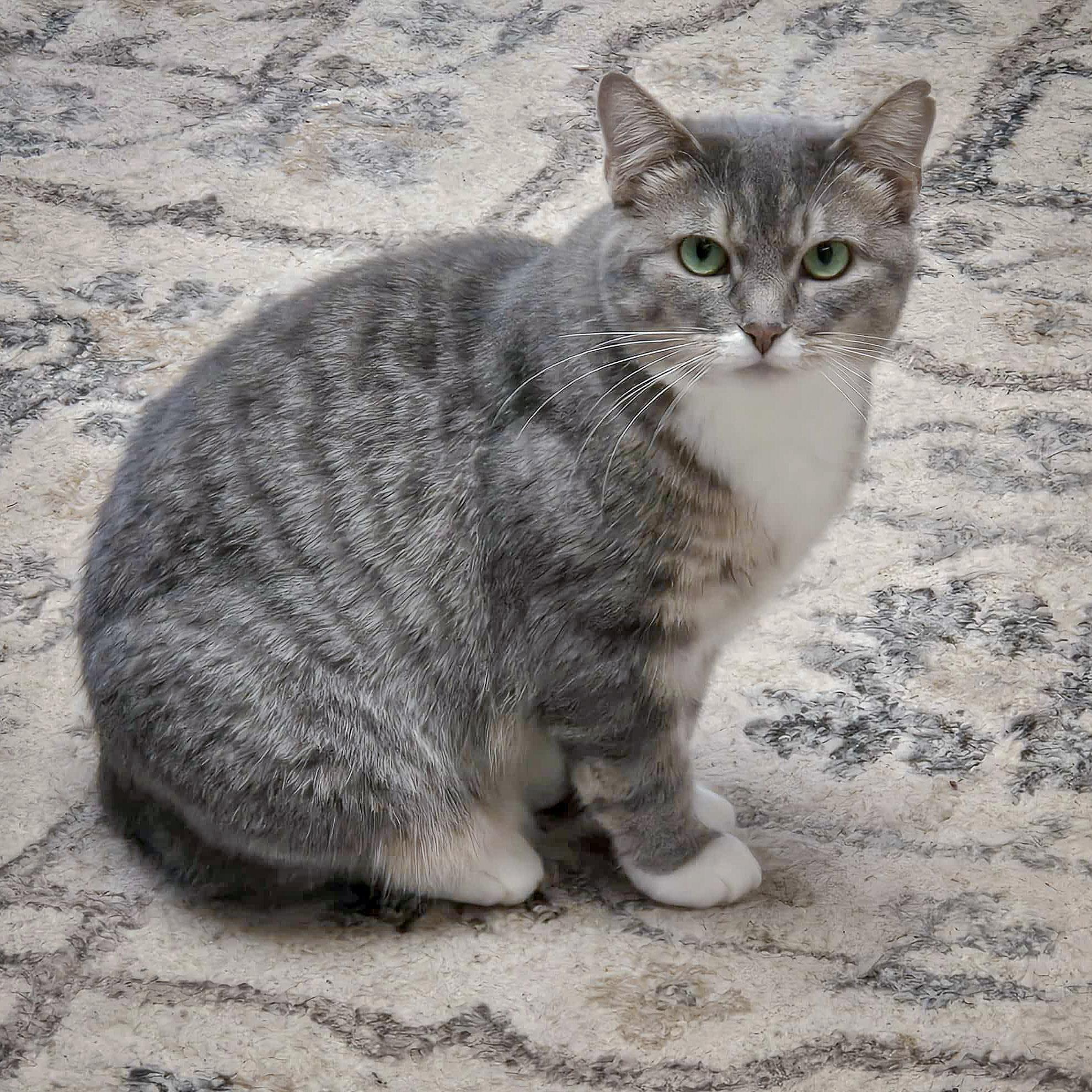 Enlarge Mary, a Adoptable mixed breed in Huntley, IL image 4/5