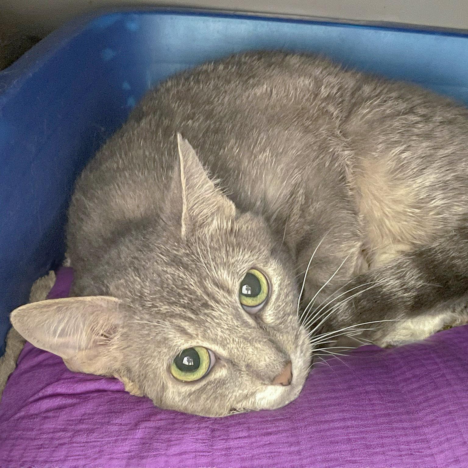Enlarge Mary, a Adoptable mixed breed in Huntley, IL image 3/5