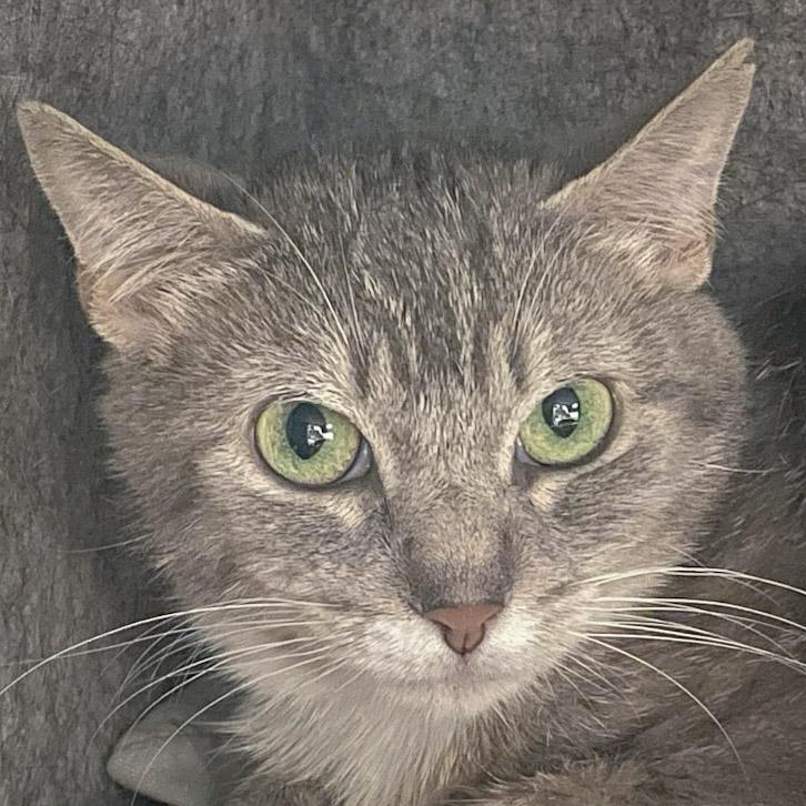 Mary, Young Female Tabby