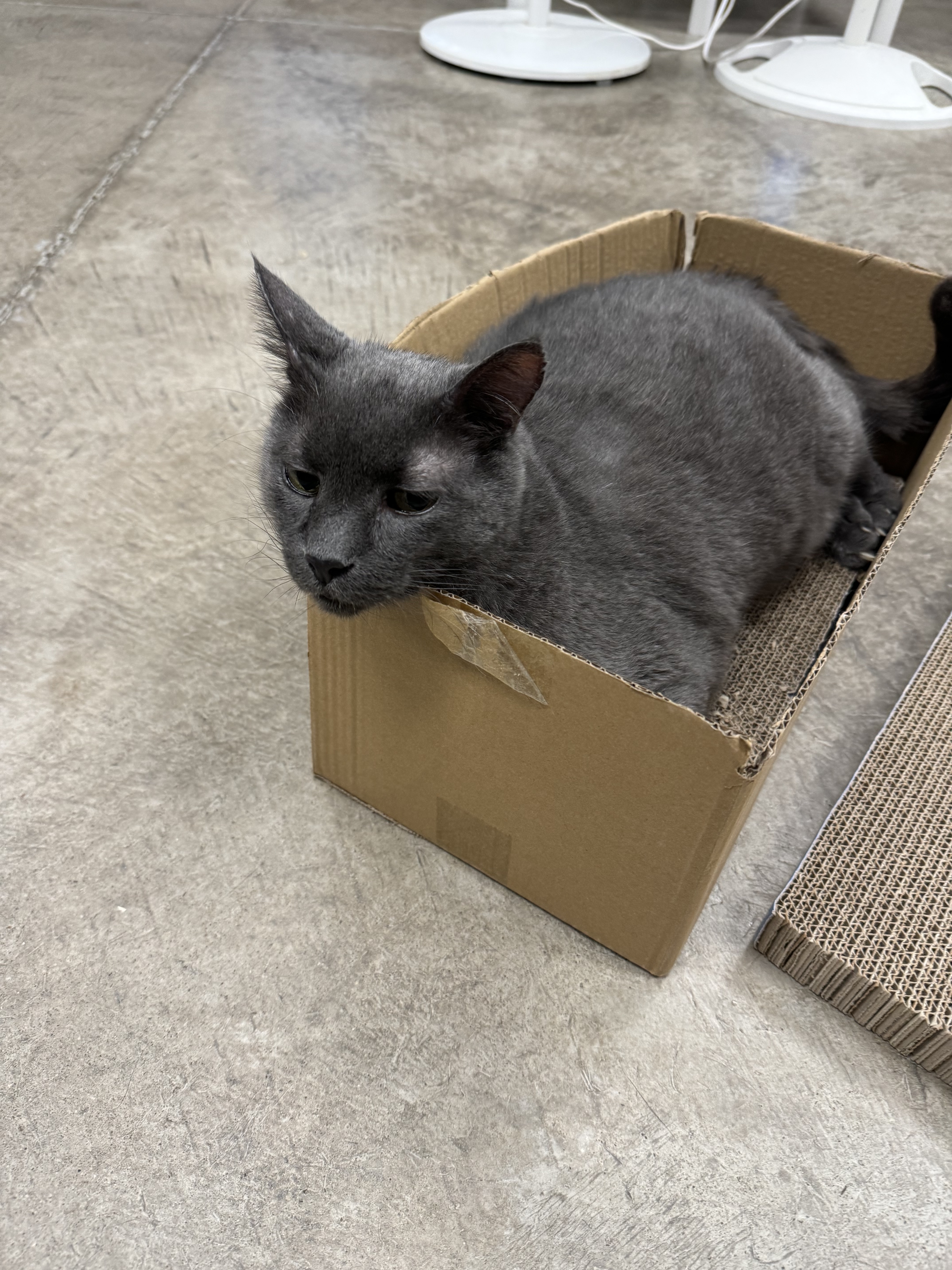 Blue, a Adoptable mixed breed in Pueblo, CO image 1/2