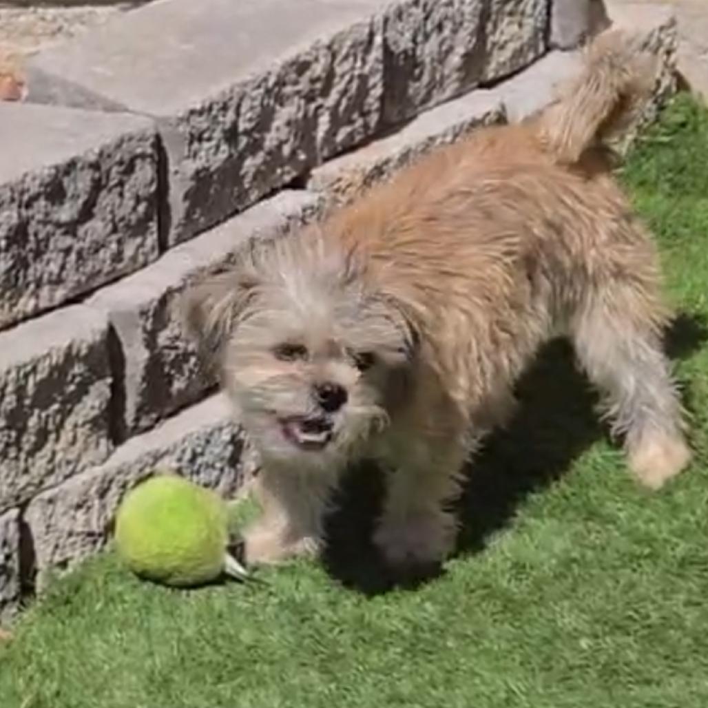 Enlarge Bow, a Adoptable mixed breed in Las Vegas, NV image 1/6