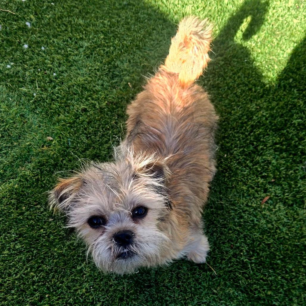 Bow, Adoptable, Young Female Terrier & Mixed Breed.
