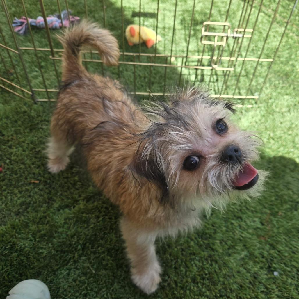 Bow, a Adoptable mixed breed in Las Vegas, NV image 1/4