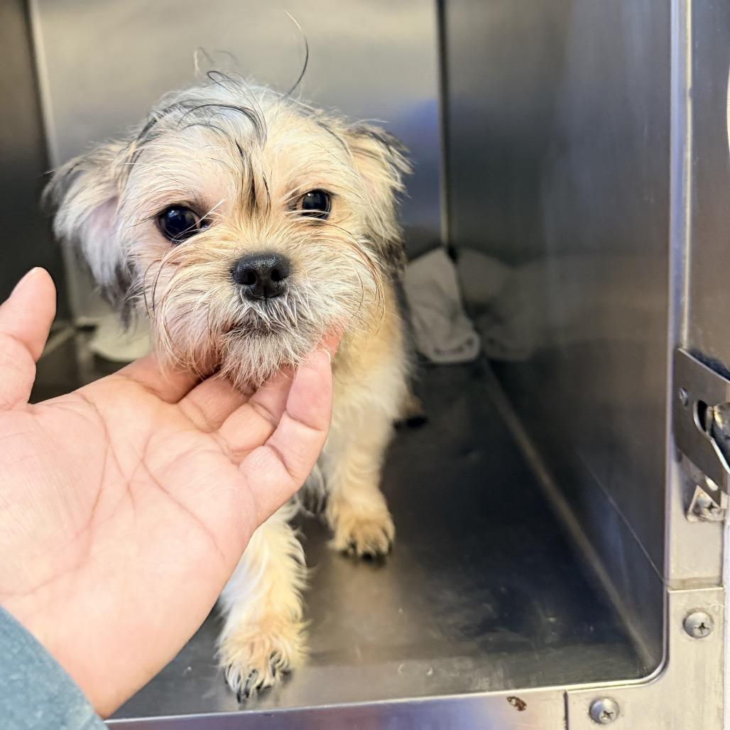 Bow, a Adoptable mixed breed in Las Vegas, NV image 2/4