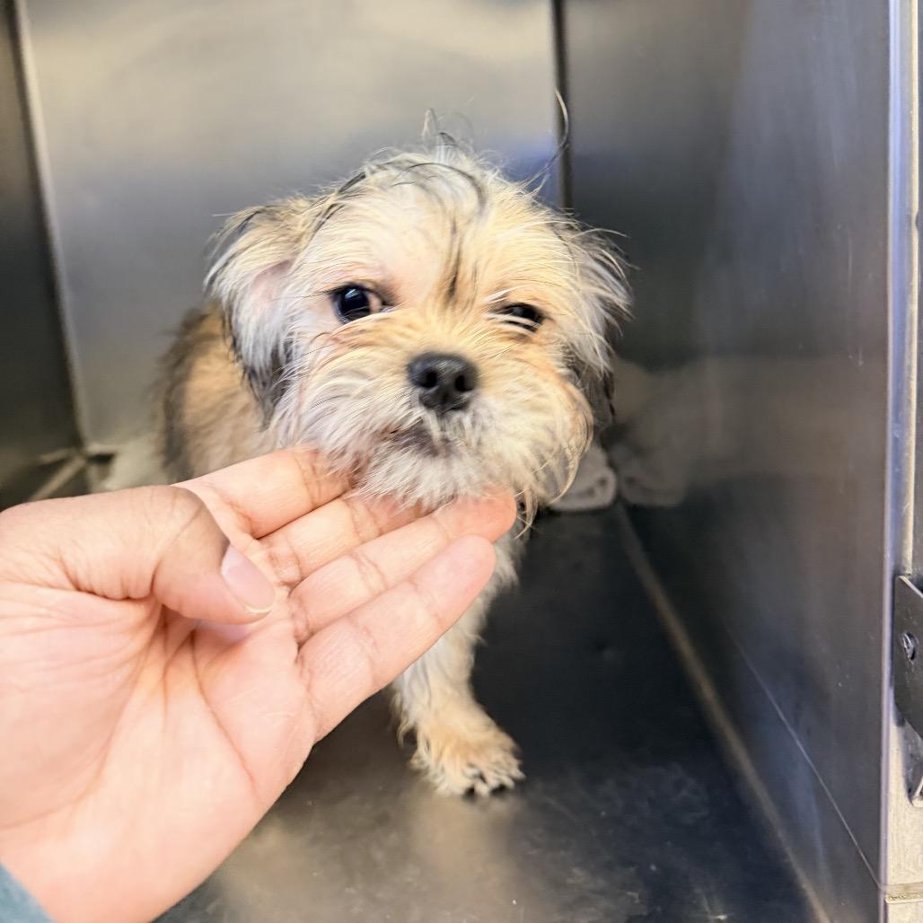 Bow, a Adoptable mixed breed in Las Vegas, NV image 3/4