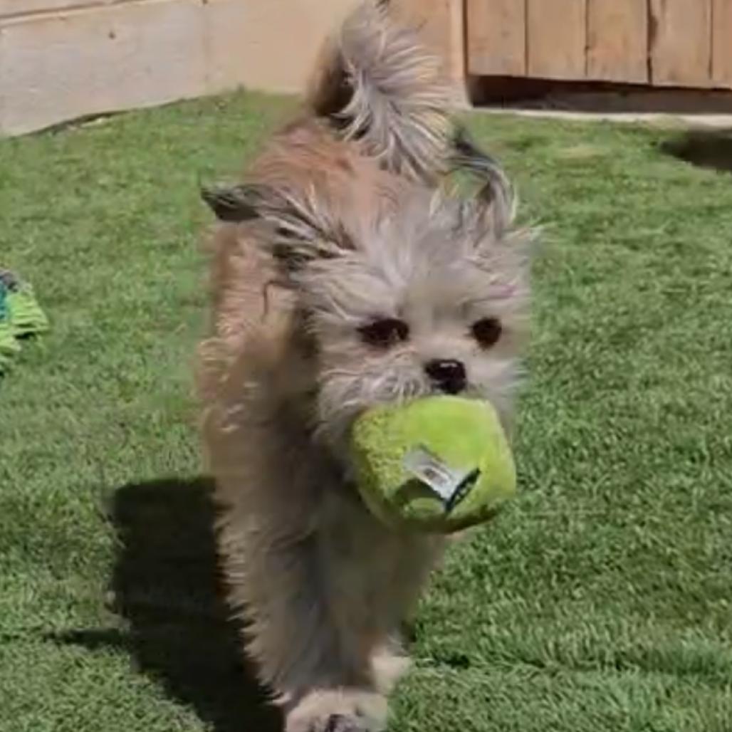 Enlarge Bow, a Adoptable mixed breed in Las Vegas, NV image 4/6
