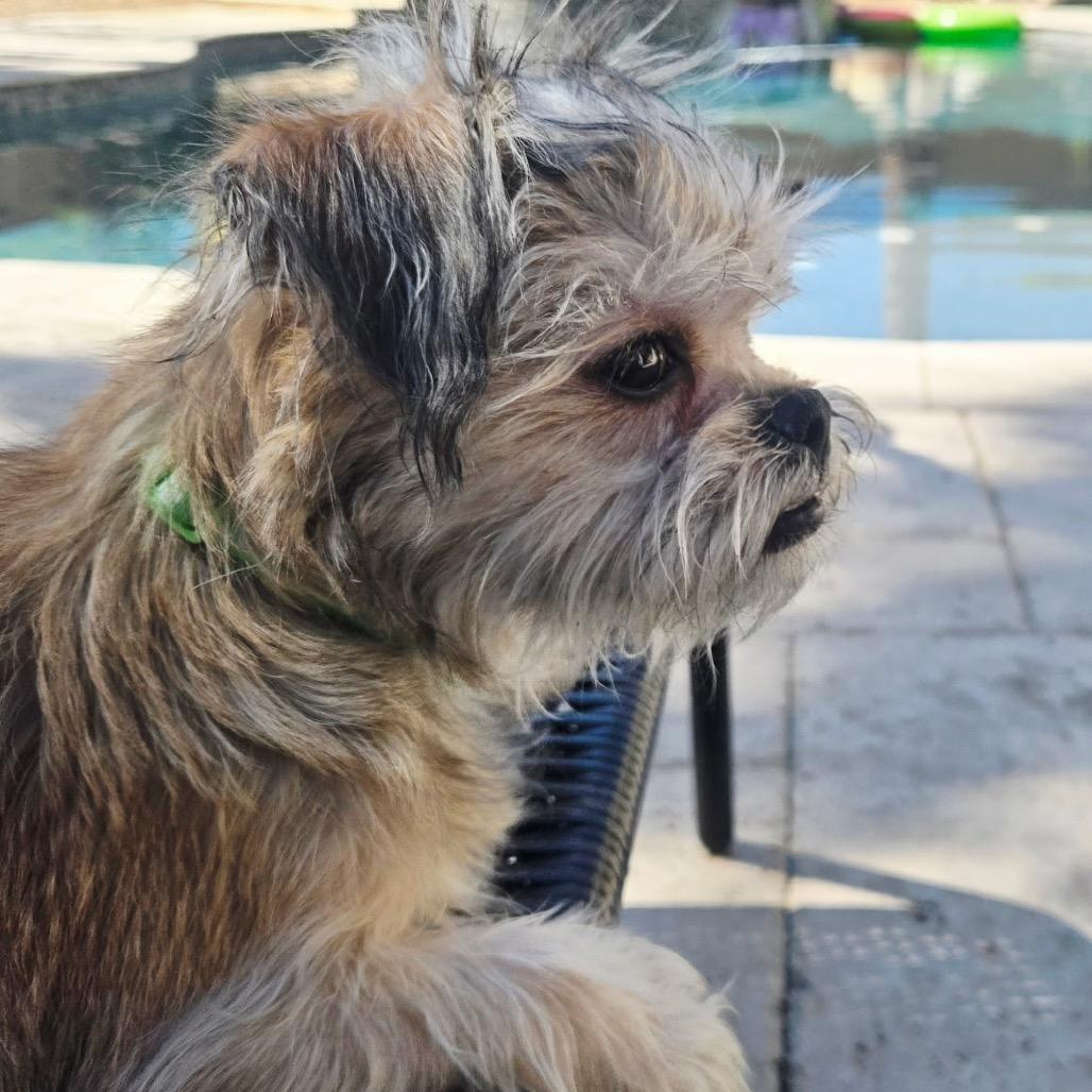 Enlarge Bow, a Adoptable mixed breed in Las Vegas, NV image 5/6