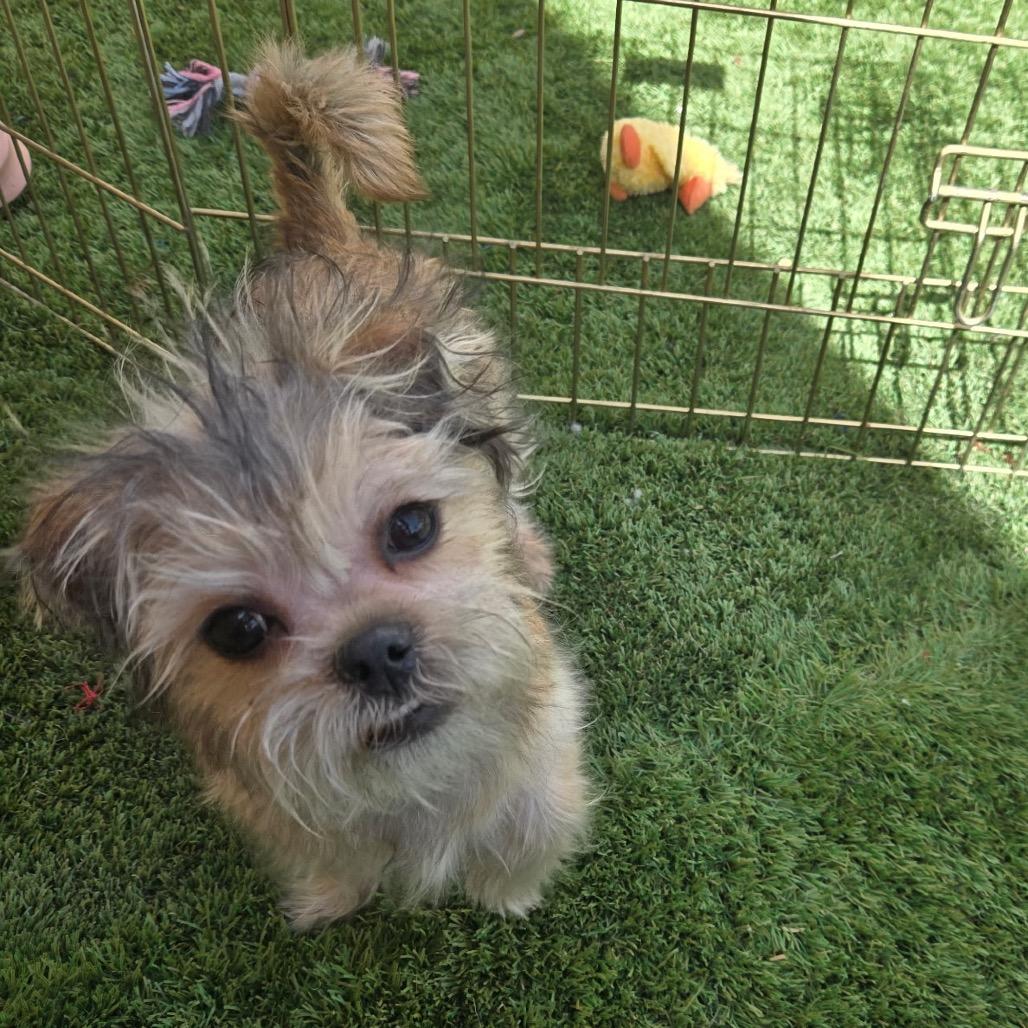 Bow, a Adoptable mixed breed in Las Vegas, NV image 4/4