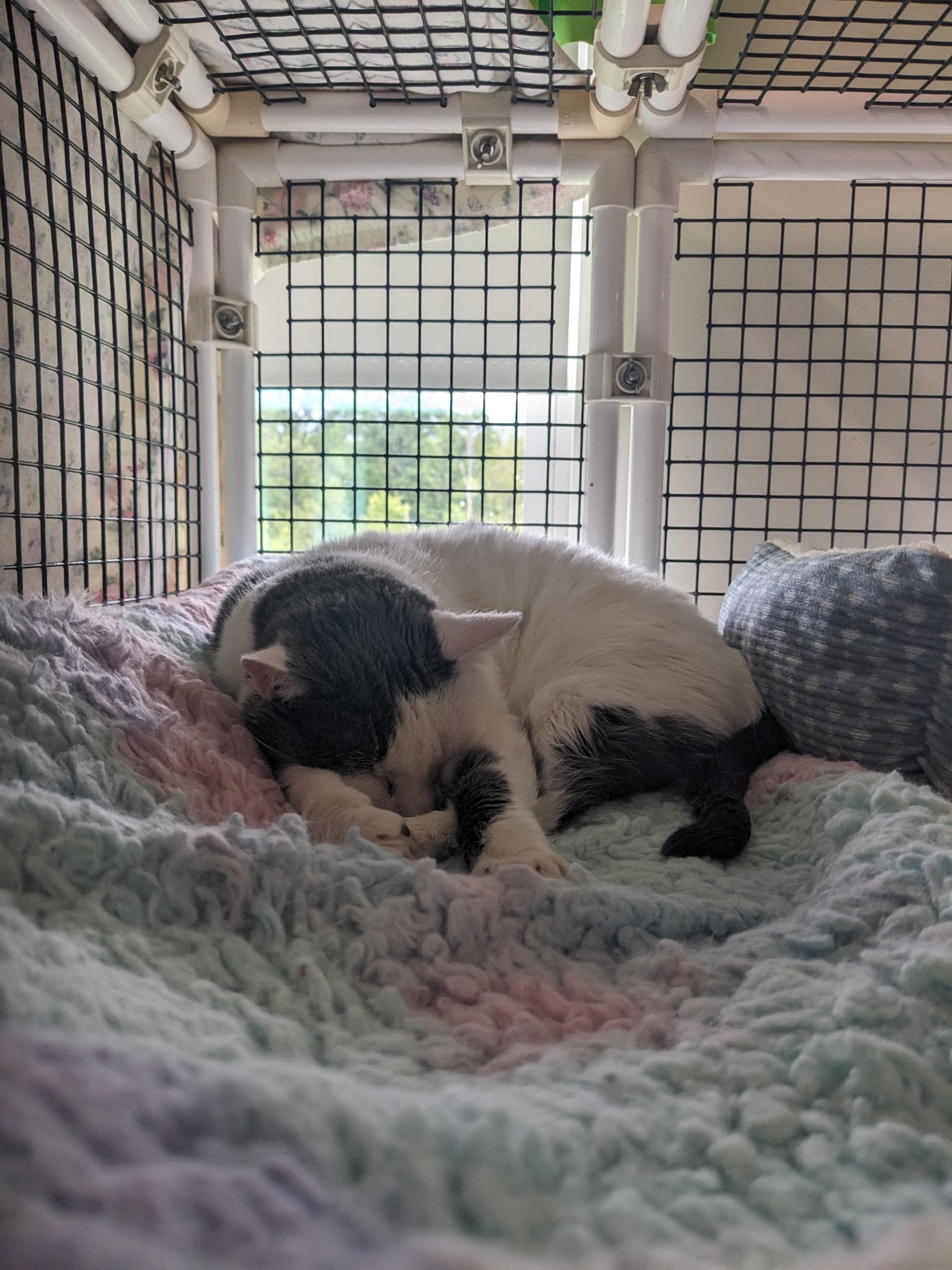 Phoebe, Adoptable, Adult Female Domestic Short Hair.