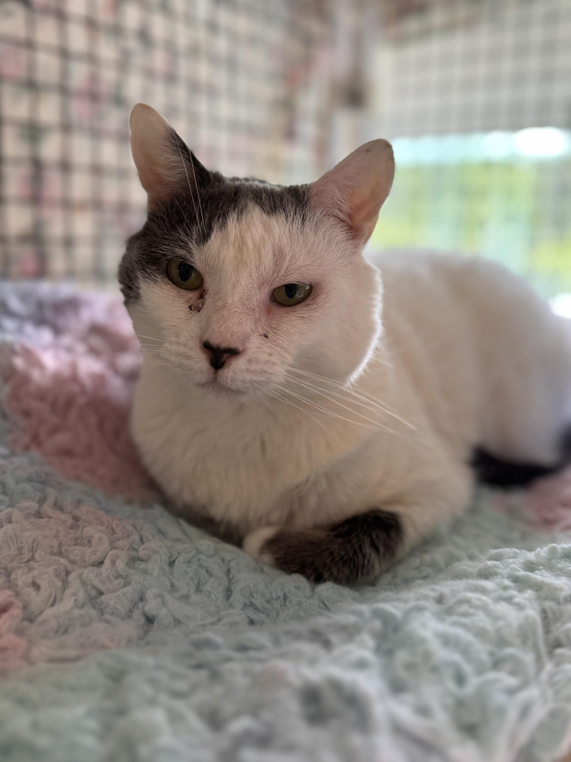 Phoebe, a Adoptable mixed breed in Altoona, PA image 2/5