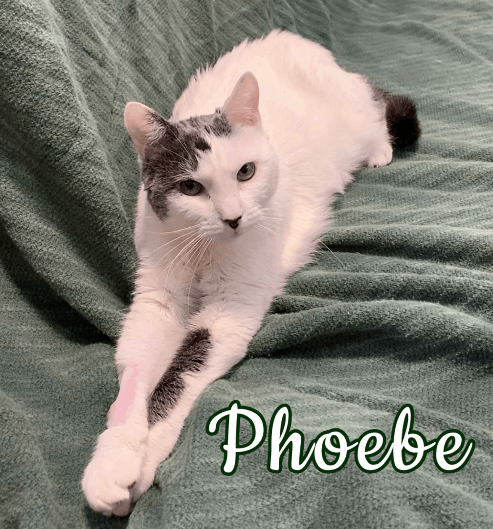 Phoebe, a Adoptable mixed breed in Altoona, PA image 4/5