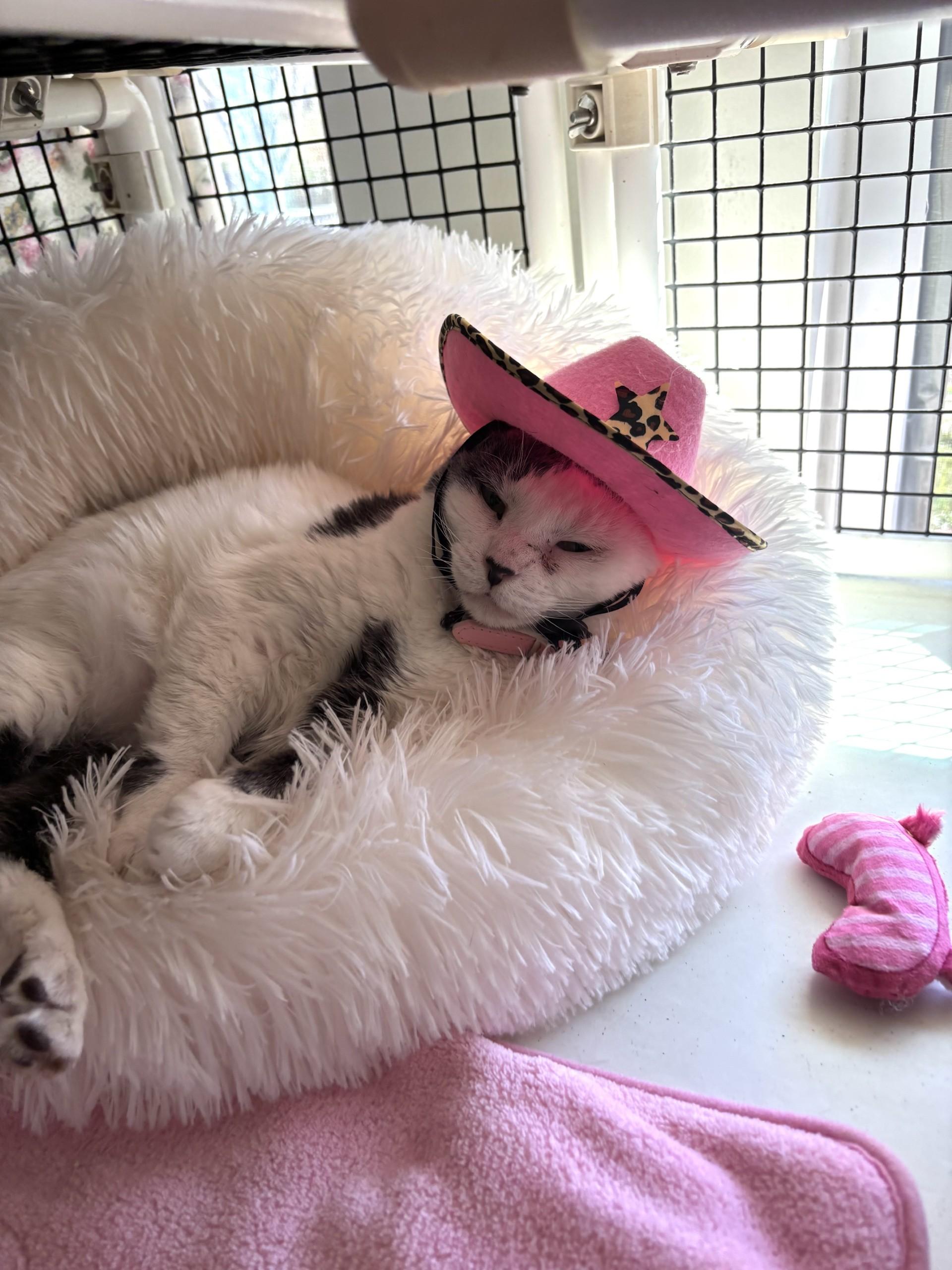 Phoebe, a Adoptable mixed breed in Altoona, PA image 3/5