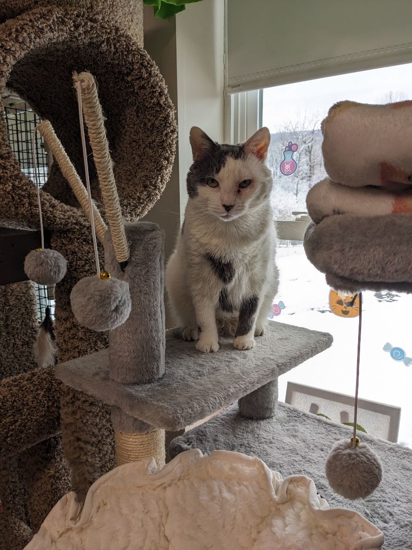 Phoebe, a Adoptable mixed breed in Altoona, PA image 5/5