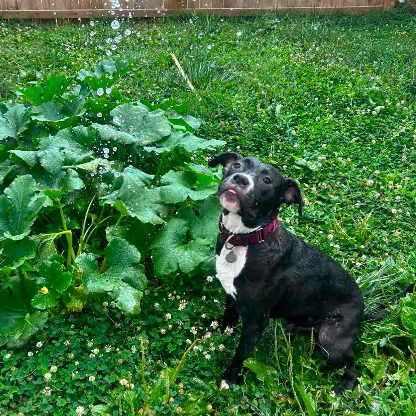 Malarkey, a Adoptable mixed breed in East Saint Louis, IL image 1/6
