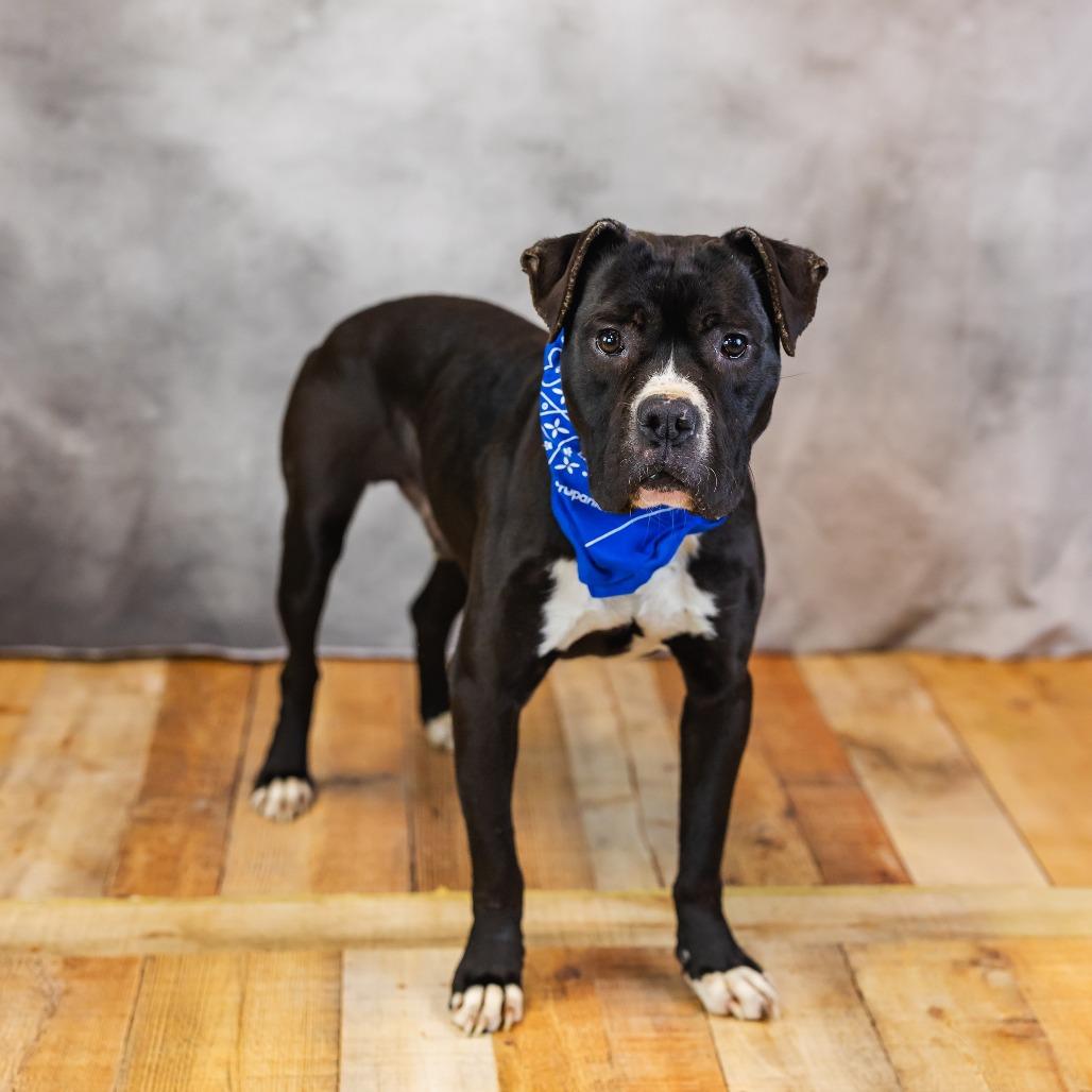 Malarkey, a Adoptable mixed breed in East Saint Louis, IL image 2/5