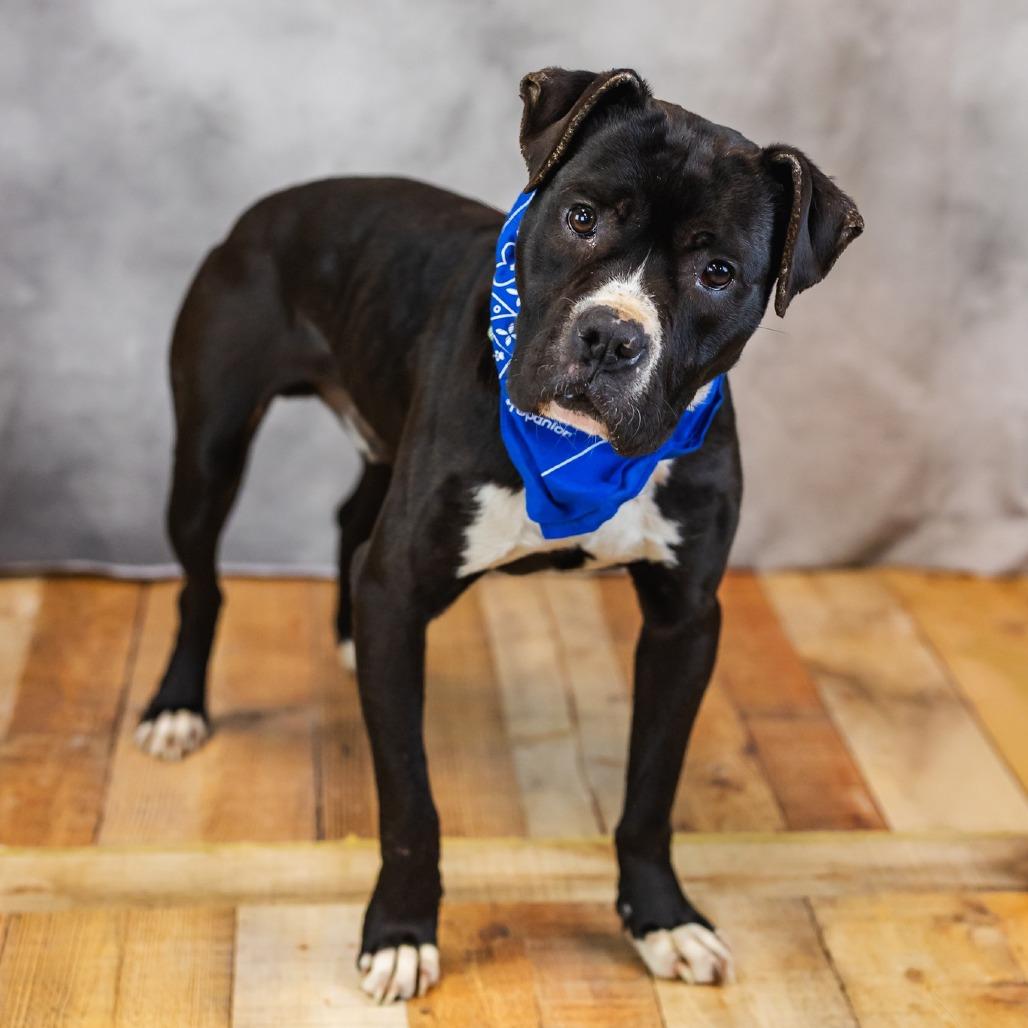 Malarkey, a Adoptable mixed breed in East Saint Louis, IL image 1/5