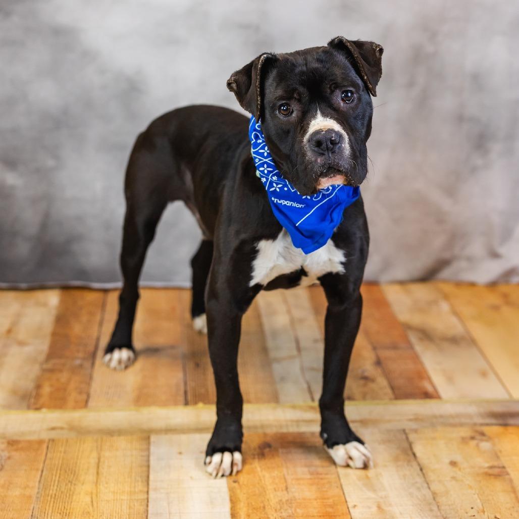 Malarkey, a Adoptable mixed breed in East Saint Louis, IL image 3/5