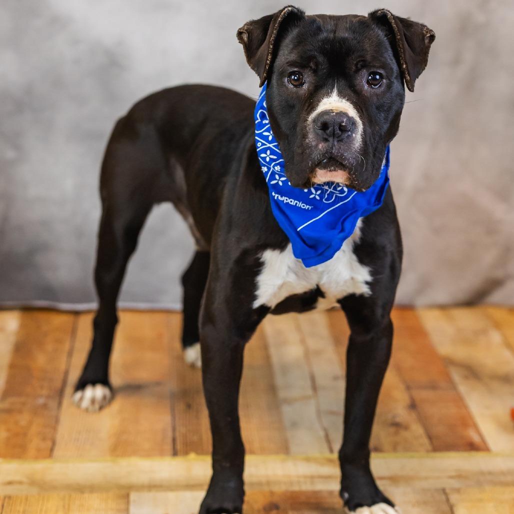 Malarkey, a Adoptable mixed breed in East Saint Louis, IL image 4/5