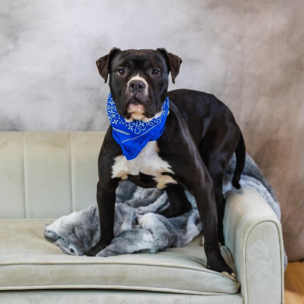 Malarkey, a Adoptable mixed breed in East Saint Louis, IL image 5/5