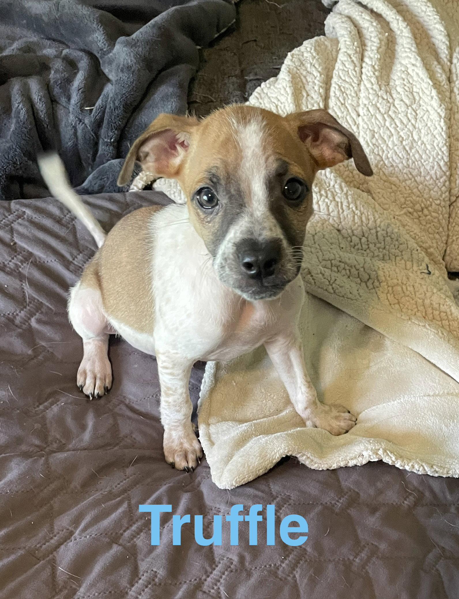 Truffle, Adoptable, Puppy Male Chihuahua & Terrier.