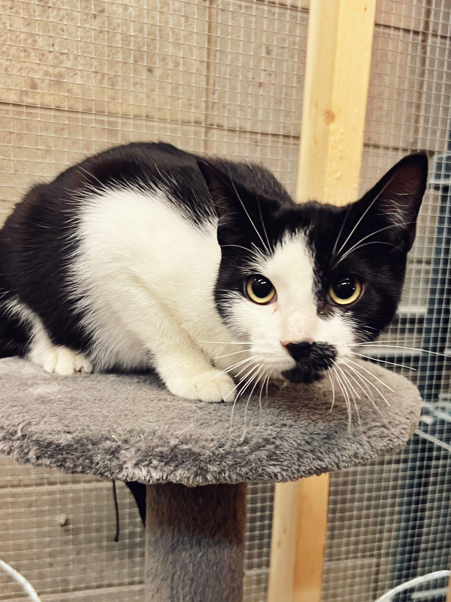 Enlarge Dancer, a Adoptable Domestic Short Hair in Peace River, AB image 1/1