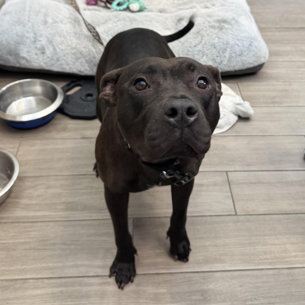Pepper, Adoptable, Adult Female Mixed Breed.