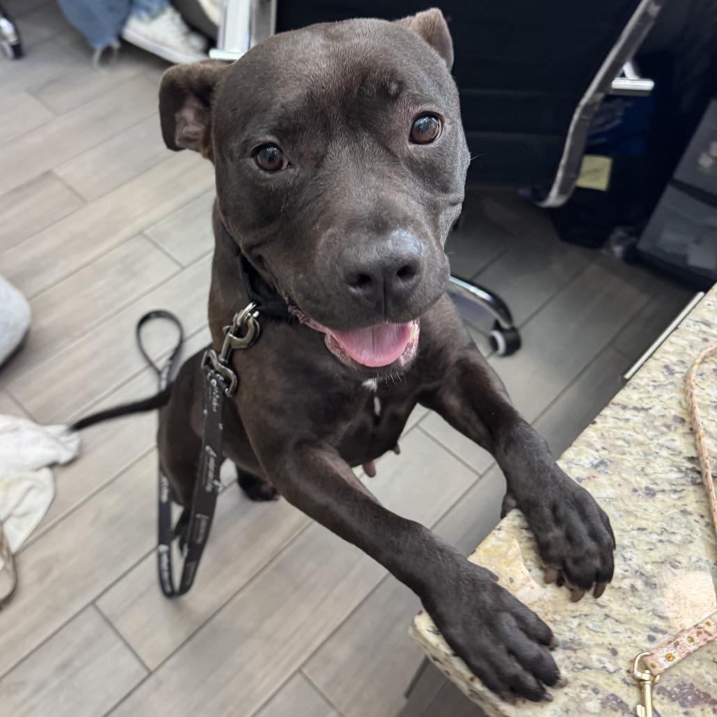 Pepper, a Adoptable Mixed Breed in Jupiter, FL image 2/4