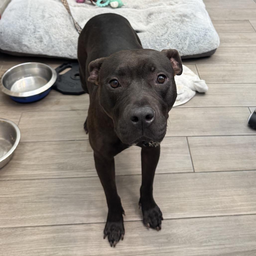 Pepper, a Adoptable Mixed Breed in Jupiter, FL image 3/4