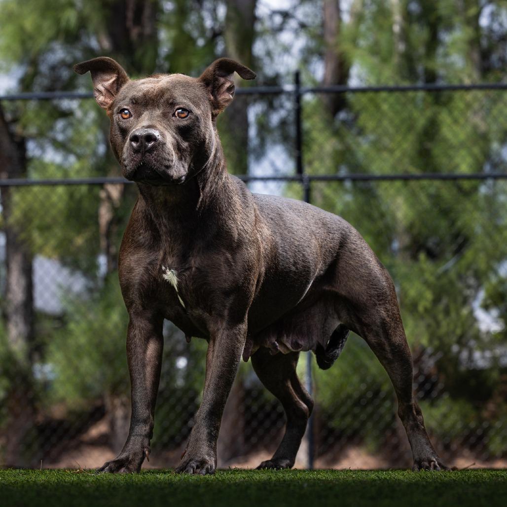 Pepper, a Adoptable Mixed Breed in Jupiter, FL image 4/4