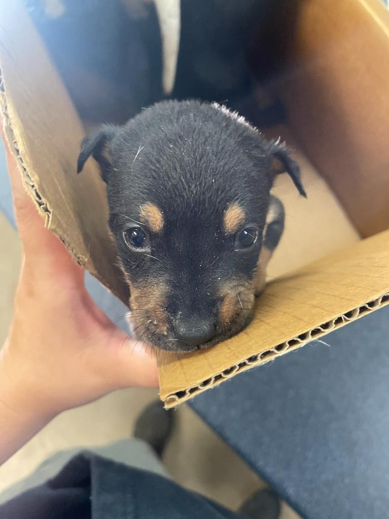 Enlarge Jumbalaya, a Adoptable mixed breed in Brownwood, TX image 1/1