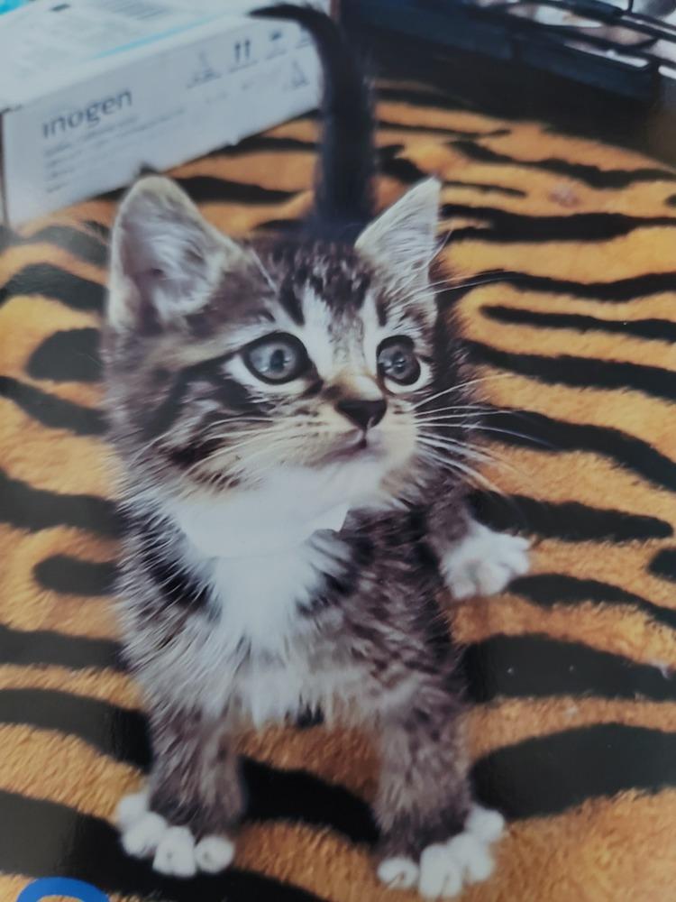 Jellyfish, Adopted, Kitten Female Domestic Short Hair.