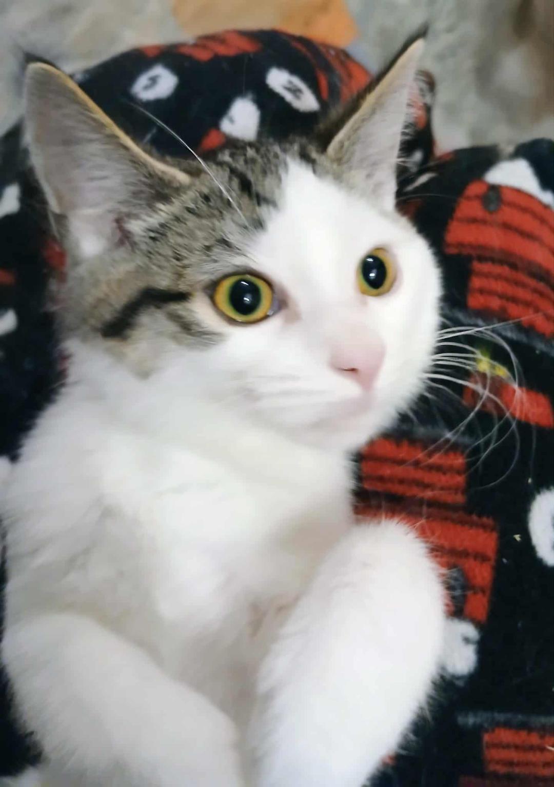 Mark, ADOPTABLE, Kitten Male Tabby.