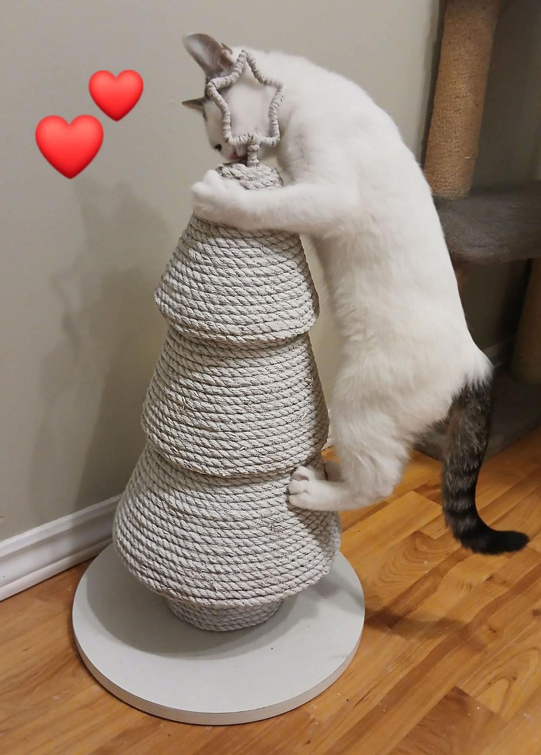 Mark, a ADOPTABLE Tabby in Hamilton, ON image 1/4