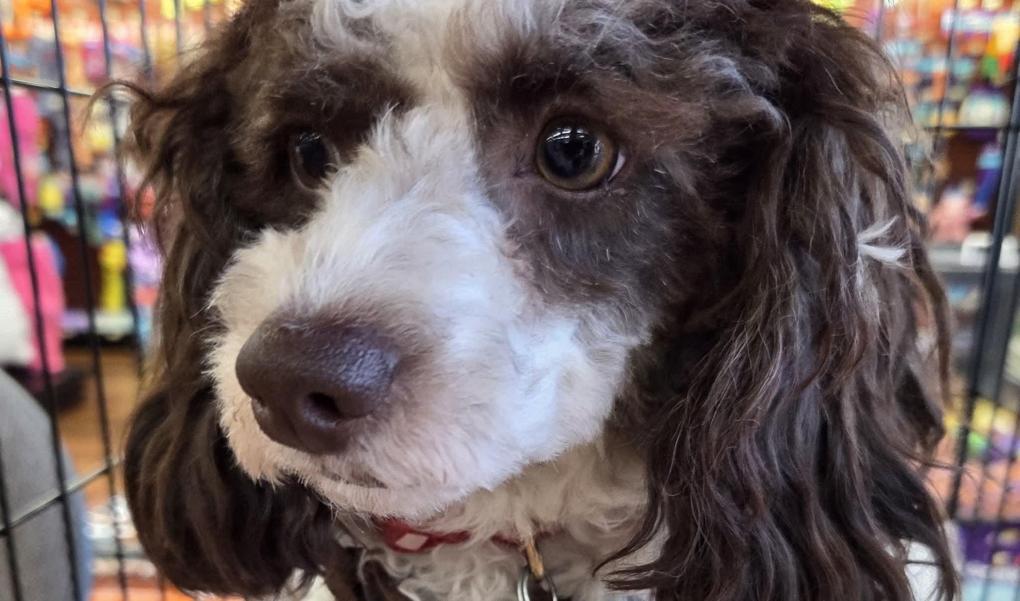 Sally, adopted, Puppy Female Miniature Poodle & Shih poo.