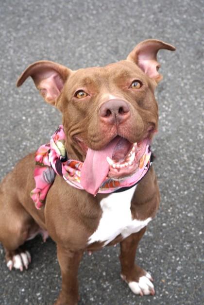 Melody, Adoptable, Adult Female Mixed Breed & Mixed Breed.