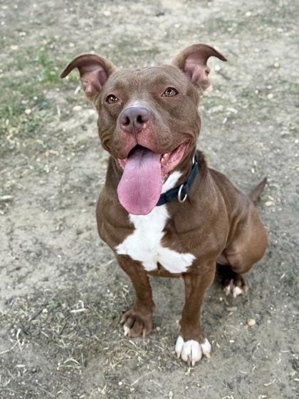 Melody, a Adoptable Mixed Breed in Washington , DC image 2/3