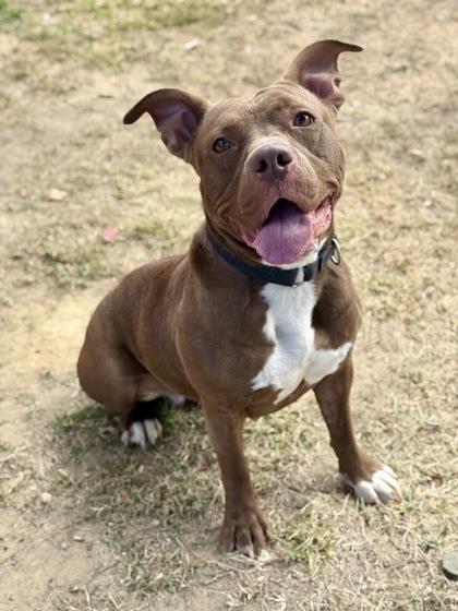 Melody, a Adoptable Mixed Breed in Washington , DC image 3/3