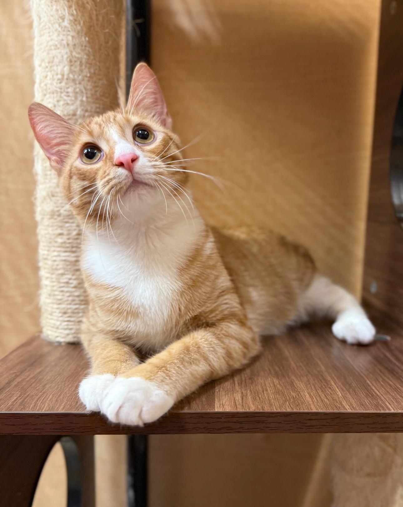 Bobby McGee (bonded to Bo Peep)