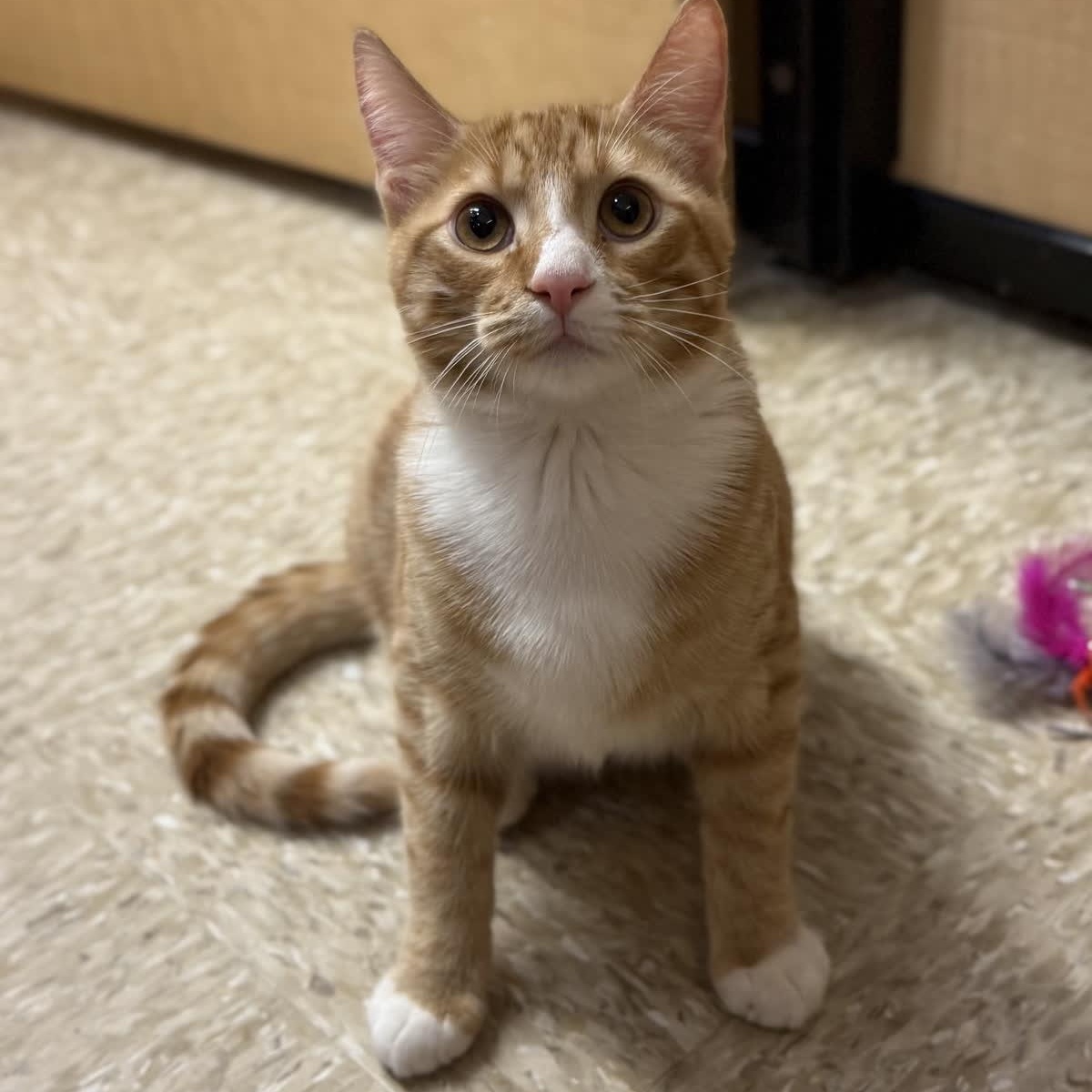 Bobby McGee (bonded to Bo Peep)