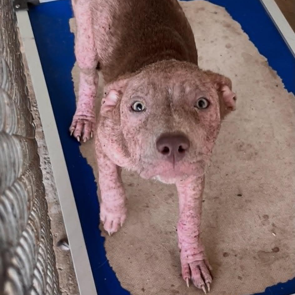Enlarge Peach, a Adoptable Mixed Breed in Boonton, NJ image 4/4