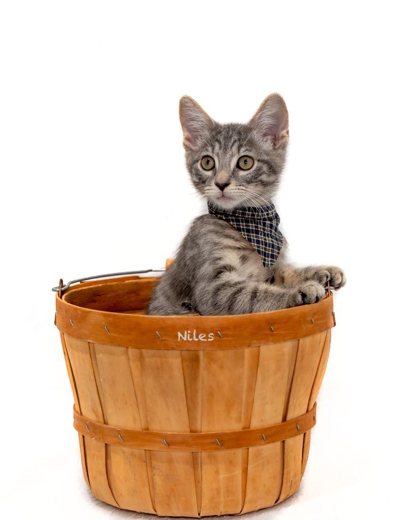 Niles, Adoptable, Kitten Male Domestic Short Hair.
