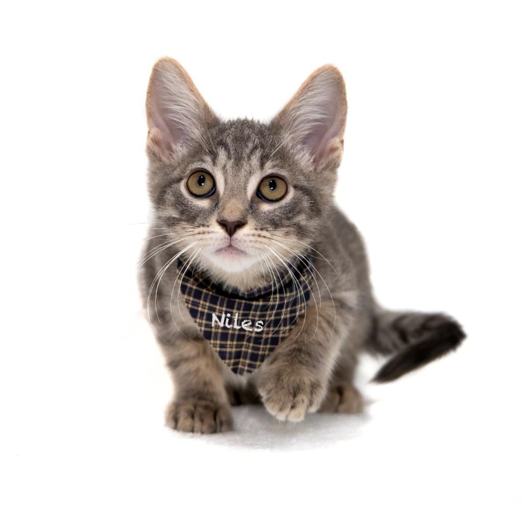 Enlarge Niles, a Adoptable mixed breed in Hot Springs Village, AR image 2/2