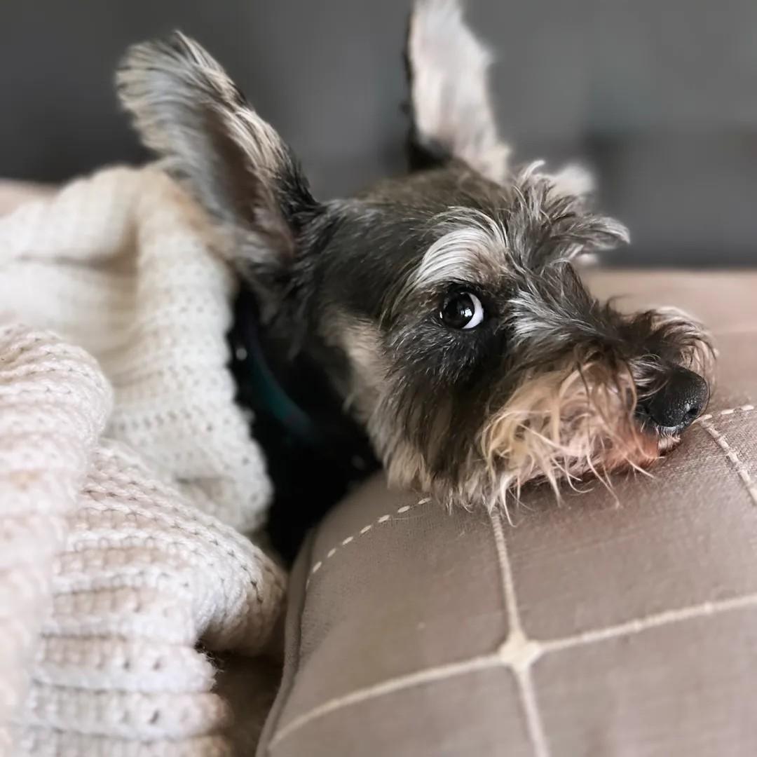 Enlarge Fritz - courtesy post, a ADOPTABLE Miniature Schnauzer in Redondo Beach, CA image 2/4
