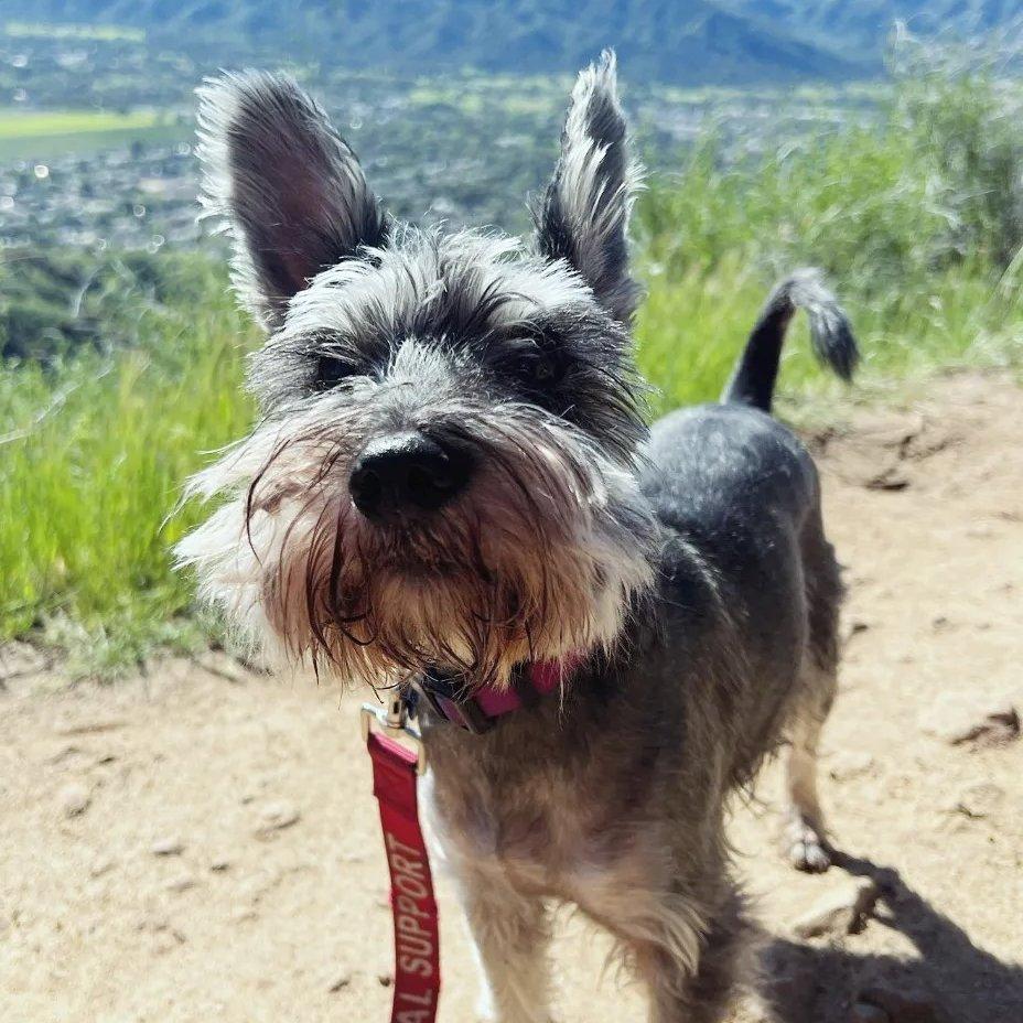 Enlarge Fritz - courtesy post, a ADOPTABLE Miniature Schnauzer in Redondo Beach, CA image 3/4