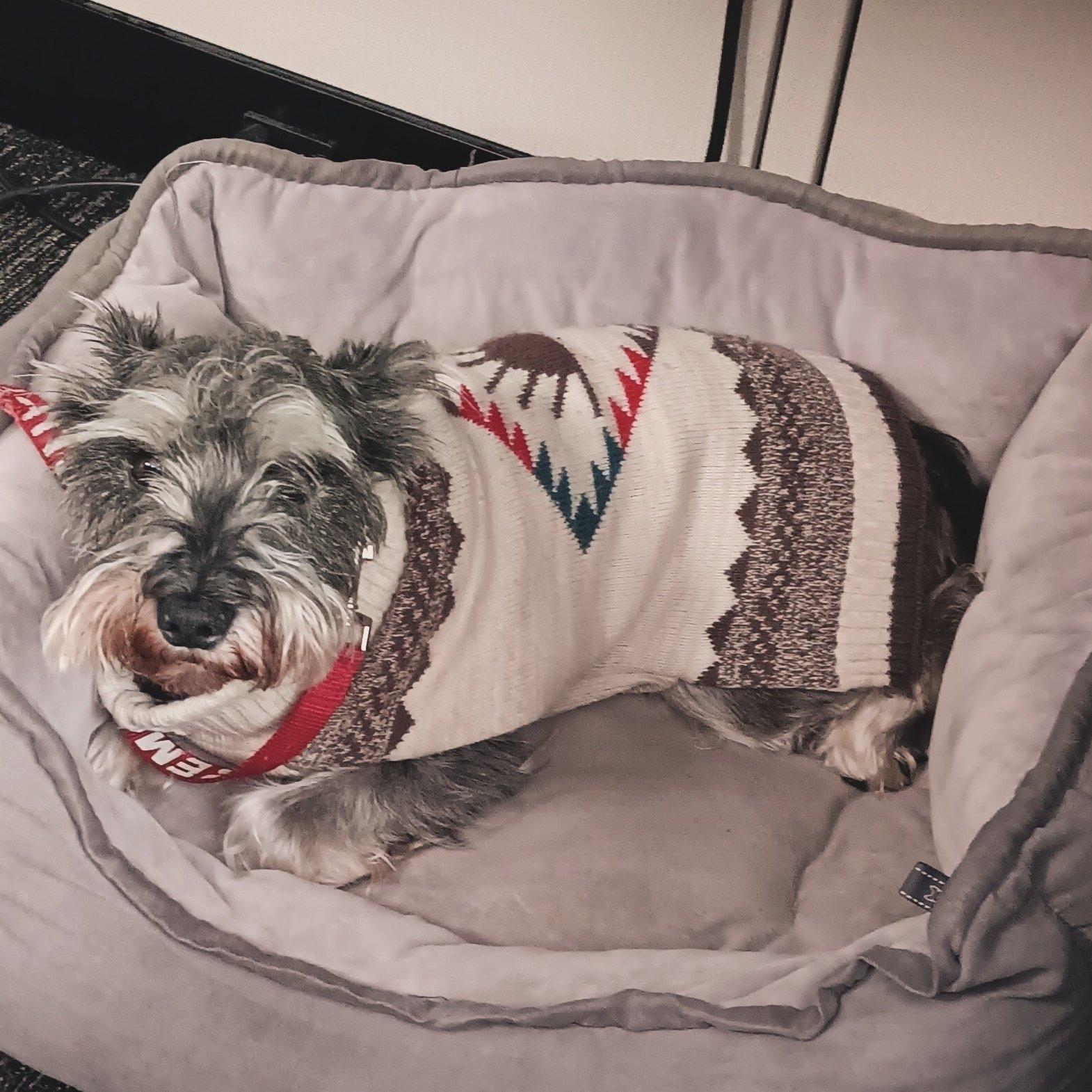 Enlarge Fritz - courtesy post, a ADOPTABLE Miniature Schnauzer in Redondo Beach, CA image 1/4