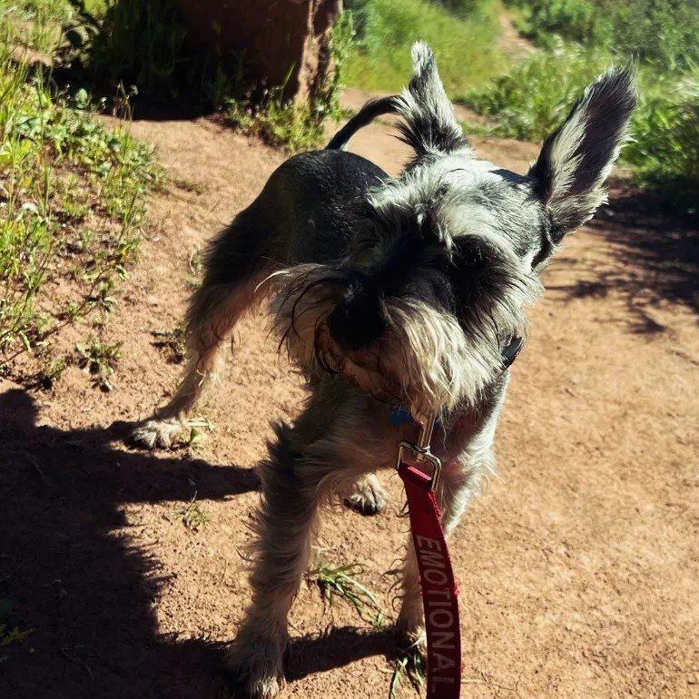 Enlarge Fritz - courtesy post, a ADOPTABLE Miniature Schnauzer in Redondo Beach, CA image 4/4